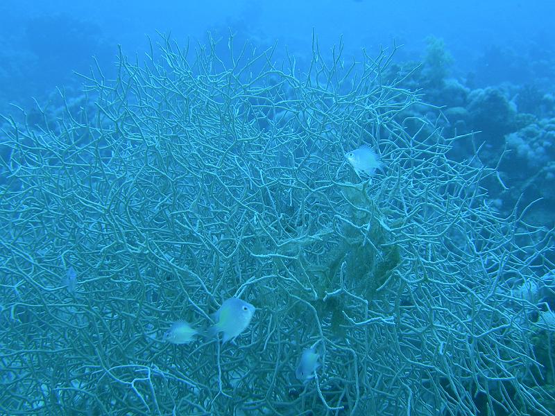 SAFAGA 07  2008 133.jpg